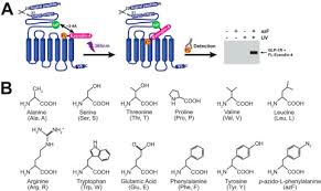 To find, lock, or erase an android phone, that phone must: Genetically Encoded Photocross Linkers Determine The Biological Binding Site Of Exendin 4 Peptide In The N Terminal Domain Of The Intact Human Glucagon Like Peptide 1 Receptor Glp 1r Journal Of Biological Chemistry
