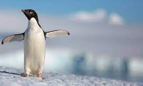 They come ashore to breed in large colonies but they spend the winter months at sea. 5 Conversations To Have With Your Kids After Penguins Common Sense Media
