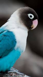 Birds Chirping In The Morning Meaning Birds And Blooms Magazine Birds Puzzle Birds 3d Wallpaper Hd Birds Imagine Dragons Meaning Bird Supplies Pet Birds Beautiful Birds Animals Beautiful