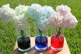 Green And Blue Carnations Experiment For Superbowl Sunday From Desperate Craftwives Colored Carnation Carnations Cool Experiments Science Experiments Kids