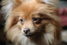 See a subspecialist in fertility and one in mate. Is My Pomeranian Too Old To Have Puppies Or Get Pregnant