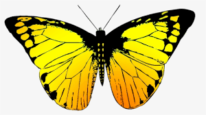 In this video, i have drawn a butterfly with colored pencils. Beatifully Colored Butterfly Drawing Butterfly In Different Colours Hd Png Download Transparent Png Image Pngitem