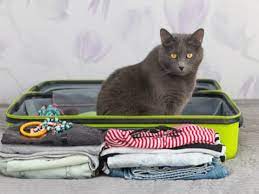 Search our list of trusted animal transport specialists that can help you move your pet. Tips For Moving A Cat Long Distance