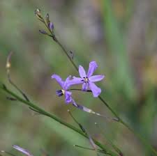 Image result for Wahlenbergia paludicola