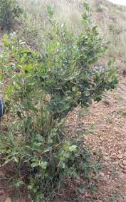 Image result for Mascarenhasia