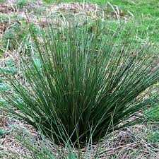 Image result for Juncus exsertus