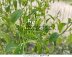 Image result for Sphenoclea zeylanica