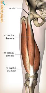 Muscles and tendons of upper leg. Rectus Femoris Tendinopathy Physio Check