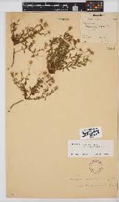 Image result for Felicia clavipilosa