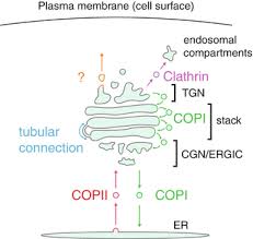 3 in which animal cells would golgi apparatus be most abundant? Golgi Apparatus Springerlink
