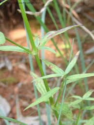 Image result for Conostomium natalense