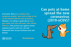 30,700 likes · 89 talking about this. Can Pets At Home Spread The New Coronavirus 2019 Ncov Fecava