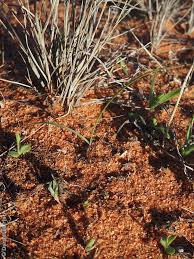 Image result for Aristida stipoides