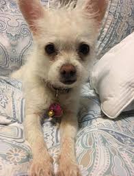 Living her best life ❤️ Chewy is my name, posing is my game 🐈‍⬛️