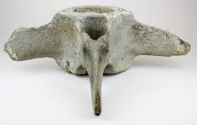 Find the worth of your antique whale teeth whalebone vertebrae baleen. Lot Whale Vertebrae