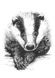 Pin By Lydia Merkle On Badgers Animal Drawings Badger Illustration Badger Tattoo