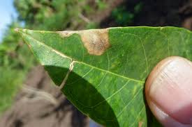 Image result for Olinia vanguerioides