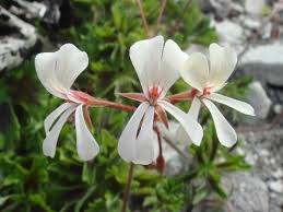Image result for Pelargonium alchemilloides