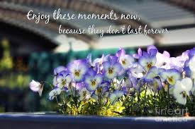 We've compiled a list of top 65 cutest sayings for you. Purple Pansies And Life Quote Photograph By Nishanth Gopinathan