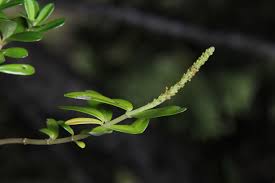 Image result for Peperomia fernandopoiana