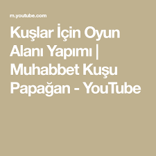 Kuslar Icin Oyun Alani Yapimi Muhabbet Kusu Papagan Youtube 2020 Muhabbet Kuslari Papagan Youtube
