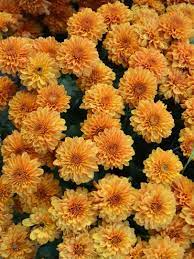 Planting And Growing Chrysanthemums Hgtv