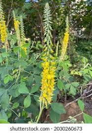 Image result for Eriosema robinsonii