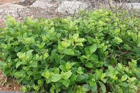 Image result for Premna serratifolia