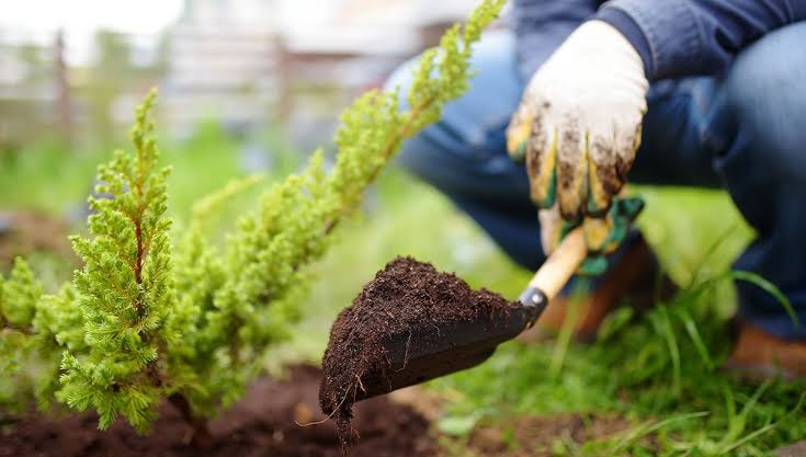Shrub planting along property boundaries