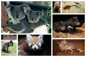 Sydney Taronga Zoo Check Out The Native Australian Animals Australia Animals Animals Australian Animals