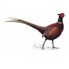 Bird Red Head Brown Body Pheasant Drawing Bing Images Pheasants For Sale Bird Pheasant