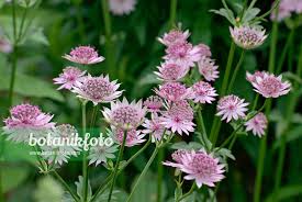 Image result for Astrantia major `Roma`