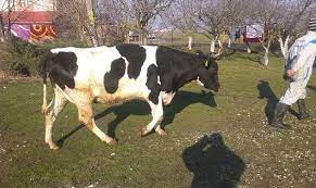Si cele brune si holstein sunt bune de lapt. Cumpar Juninci Vaci Holstein
