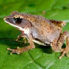 Image result for Agelanthus tanganyikae