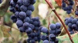 Naples Grape Festival