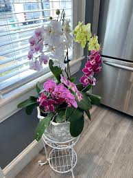 Hi! I'm new to this group. I recently joined because I decided I needed a  hobby and have always loved orchids as well as all flowers