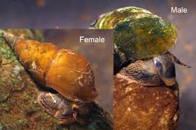 Image result for Pleioceras gilletii