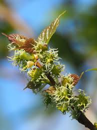 Image result for Morus indica