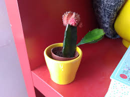 Here's how to care for your christmas cactus and keep it blooming during the cold winter months. The Top Of My Moon Cactus Is Dying Fading And Shrivelling I Think This Is Because The Lower Part Is Growing A New Branch Can It Be Saved Cacti