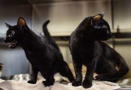 Black cats stock vectors, clipart and illustrations. Na Fc Animal Shelter Offering Free Black Cats Monday News Newsandtribune Com