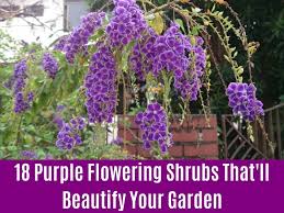 Look to greatgardenplants.com for quality perennials, flowering shrubs, and evergreens, grown in our greenhouses and a walk through a field of blooming lavender is a stroll that is never forgotten! 18 Purple Flowering Shrubs That Ll Beautify Your Garden Diy Crafts