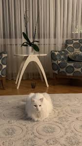 gizem krc adli kullanicinin kedicik panosundaki pin fotograf cekimi fotograf kedi ci k