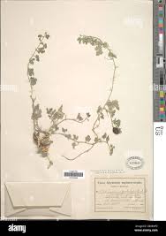 Image result for Cucumis ficifolius