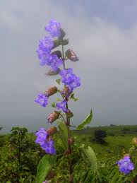 Image result for Strobilanthes anisophylla