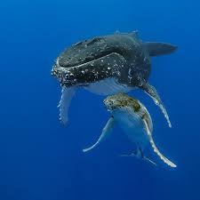 461k Likes 1 700 Comments National Geographic Natgeo On Instagram Photo By Brianskerry A Two Day Old Humpback Wh Whale Humpback Whale Ocean Creatures