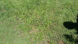 Image result for Dactyloctenium australe