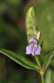 Image result for Rungia