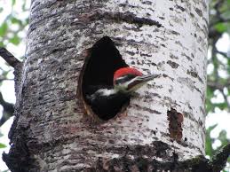 A ray of light in the forest: Temperate Forest Wildlife Ask A Biologist