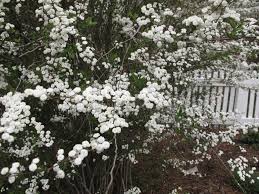 Image result for Spiraea prunifolia