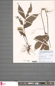 Image result for Begonia elatostemmoides